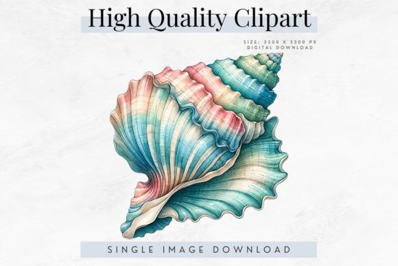 Download High Quality Seashell Clipart - Quality Collection